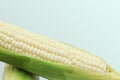 Fresh white corn with copy space on blue sky background Royalty Free Stock Photo