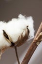 Fresh white cotton bolls