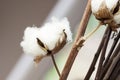 Fresh white cotton bolls Royalty Free Stock Photo