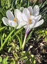 Fresh white crocus flowers, first spring bloom, close-up Royalty Free Stock Photo