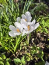 Fresh white crocus flowers, first spring bloom, close-up Royalty Free Stock Photo