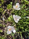 Fresh white crocus flowers, first spring bloom, close-up Royalty Free Stock Photo