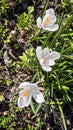Fresh white crocus flowers, first spring bloom, close-up Royalty Free Stock Photo