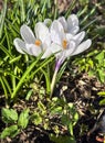 Fresh white crocus flowers, first spring bloom, close-up Royalty Free Stock Photo