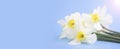 Fresh white daffodils isolated on a blue background. Bouquet of daffodils. Spring flowers. Banner. Copy space Royalty Free Stock Photo