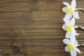 Fresh white daffodils isolated on a wooden background. Bouquet of daffodils. Spring flowers. Banner. Copy space Royalty Free Stock Photo