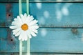 Fresh white daisy on blue wooden planks Royalty Free Stock Photo