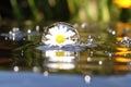 Fresh white daisy with water droplets and a reflection Generative AI Royalty Free Stock Photo