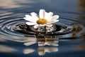 Fresh white daisy with water droplets and a reflection Generative AI Royalty Free Stock Photo