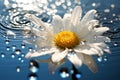 Fresh white daisy with water droplets and a reflection Generative AI Royalty Free Stock Photo