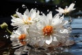 Fresh white daisy with water droplets and a reflection Generative AI Royalty Free Stock Photo