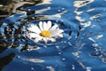 Fresh white daisy with water droplets and a reflection Generative AI Royalty Free Stock Photo