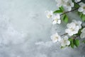 Fresh White Blooms - Add Pristine Beauty to Your Background