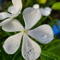 Fresh white flower image