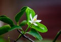Single of lime or green lemon flower growing up in the garden at home. Royalty Free Stock Photo