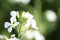 Fresh white flower on plant with blur background.