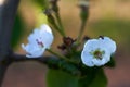 Fresh white flowers on the branch with ant on petal, closeup, isolated outdoors, spring nature Royalty Free Stock Photo