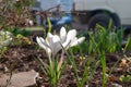 Fresh white flowers crocuses, spring flowers background in the wild nature. Seasonal crocus in early spring.