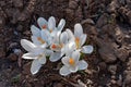 Fresh white flowers crocuses, spring flowers background in the wild nature. Seasonal crocus in early spring.