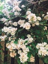 Fresh white flowers and green leaves,clematis, jasmine or wild rose bush. Beautiful tender shrub with flowers in sunny light in Royalty Free Stock Photo