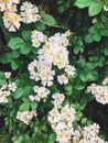 Fresh white flowers and green leaves,clematis, jasmine or wild rose bush. Beautiful tender shrub with flowers in sunny light in Royalty Free Stock Photo