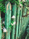 Fresh white flowers and green leaves on old wooden fence,clematis, jasmine or wild rose bush. Beautiful tender shrub with flowers Royalty Free Stock Photo