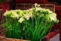 Fresh white freesia flowers bouquet composition Royalty Free Stock Photo