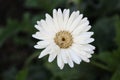 Gerbera flower on blur background