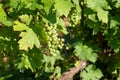 Fresh white grape bunch hanging from vine in winemaking region Royalty Free Stock Photo