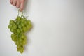 Fresh table grapes against a white background