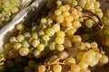 Fresh white grapes background Royalty Free Stock Photo