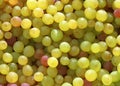 fresh white grapes in bulk