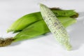 fresh corn on white background