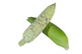 fresh corn on white background