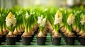 Fresh white hyacinth bulbs sprouting vibrant green leaves in soft sunlight