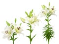 Fresh white lilies Royalty Free Stock Photo