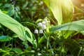 Fresh white Lily of the valley Convallaria majalis flowers in May in the spring forest and garden on the green leaves background Royalty Free Stock Photo