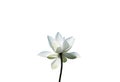 White pink lotus petal flower isolated on white background Royalty Free Stock Photo