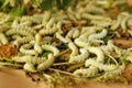 Fresh white maggots in the tray at the garden
