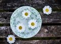 Fresh white marguerite daisies symbolic of spring