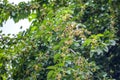 Fresh white mulberry berries on tree, mulberry tree Royalty Free Stock Photo