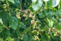 Fresh white mulberry berries on tree, mulberry tree Royalty Free Stock Photo