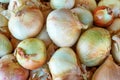 Fresh white onion at the market Royalty Free Stock Photo