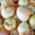 Fresh white onion at the market Royalty Free Stock Photo