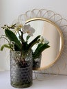 Fresh white orchid and mirror Royalty Free Stock Photo