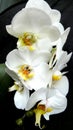 White orchids against black background Royalty Free Stock Photo
