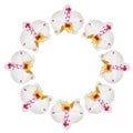 Fresh white orchids in the shape of a wreath