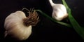 Fresh white organic produce garlic isolated on black background with green leaves Royalty Free Stock Photo