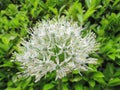 Fresh white ornamental onion Royalty Free Stock Photo