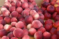 Fresh White Peaches